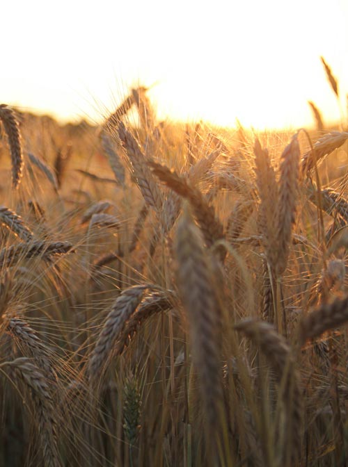 Blé en agriculture bio