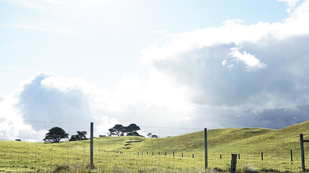 Paysage d'un grand pré vide