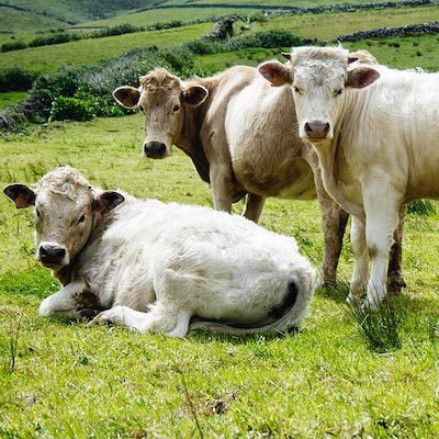 La Coterie Française - vaches aubrac